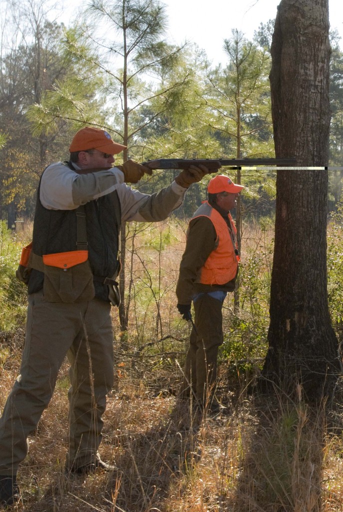 Quail Hunting Sedgefields Lakes Plantation