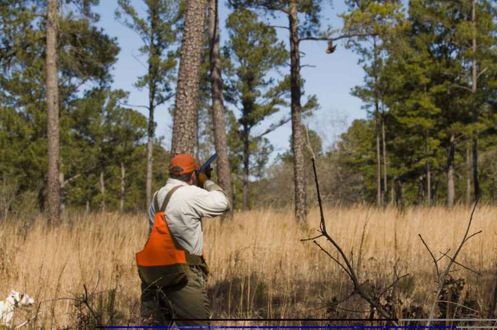 Quail Hunting Sedgefields Lakes Plantation